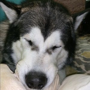 Meet your Posher, Abby